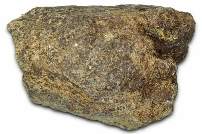 Dinosaur (Triceratops) Frill Shield Section - Montana #348022